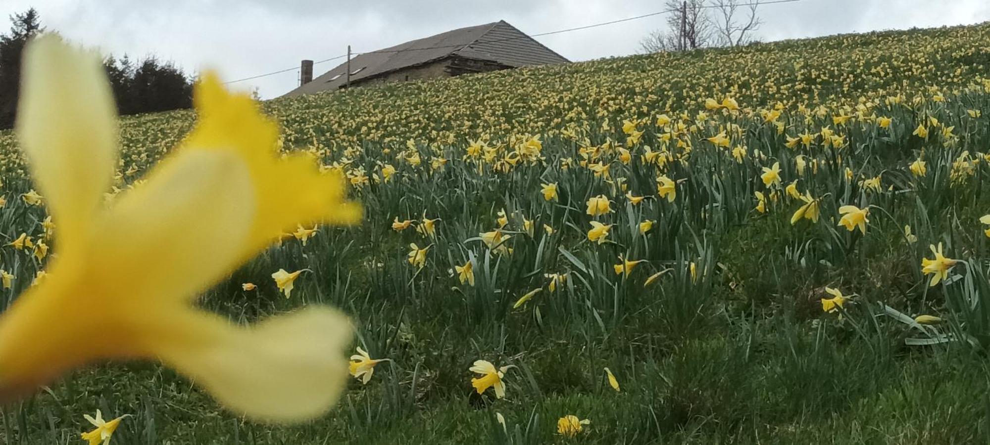 Vvf Haute Loire Saint-Julien-Chapteuil Ngoại thất bức ảnh